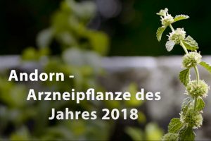 Arzneipflanze des Jahres 2018